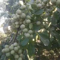 نهال های گردو خوشه ای خارجی امکان پرداخت در محل