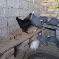 انواع تخم نطفه دار