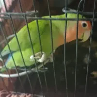 طوطی برزیلی نر مست