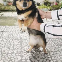 پت اشپیتز ماده