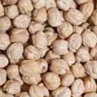 حبوبات،نخودتازه برداشت امسال