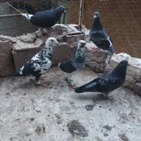 فروش تعدادی کبوتر