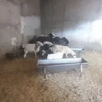 گله فروشی گوسفند بره بز میش چند قلو زا یکجا