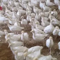 بوقلمون بیوتی
