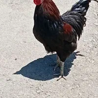 دو عدد خروس