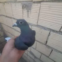 کبوتر نر