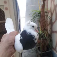 کبوتر