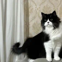 گربه