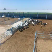 گاو گوساله تلیسه گوساله ماده