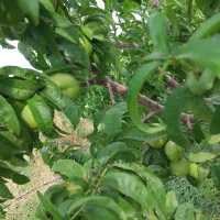 میوه شلیل شمس درجه یک