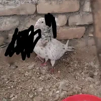 سار نر