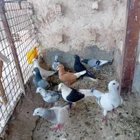 کفتر