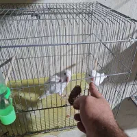 عروس وکتوله کبوتر