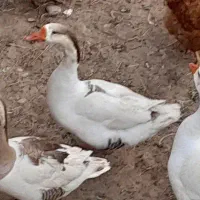 قاز نر معاوضه با مرغ گلین یا مرغ کرچ