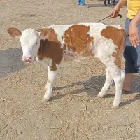 فروش گوساله پرواری