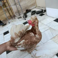 مرغ و خروس عشایری زیبا