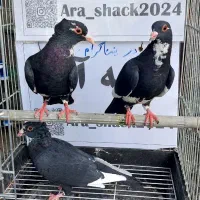 کفتر