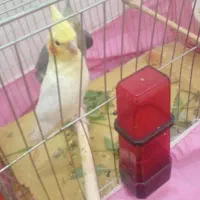 سلام  دوعروس هلندی