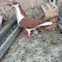 نروماده.نردوبال سرخ خال سیاه بامادچپ