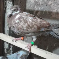 کبوتر|پرنده|چناران, |دیوار