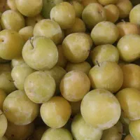 الوطلایی آبدار
