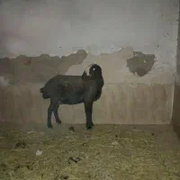میش شالی درجه یک ۴شکم
