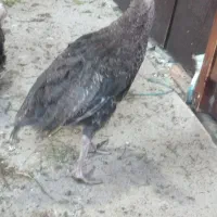 بوقلمون 4 ماهه