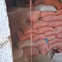 کاه گندم وجو