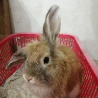 خرگوش جفت