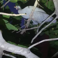 مرغ شاخدار