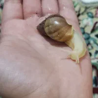 حلزون البینو