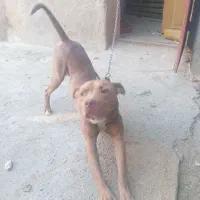 سگ پیتبول ۱۰ ماهه