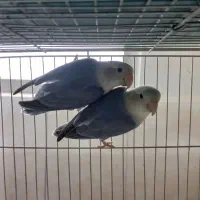 کوتوله مولد روی جوجه، نر تک