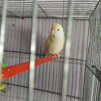 طوطی برزیلی