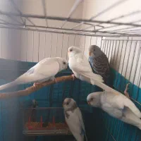 ۴ عدد مرغ عشق سلامت