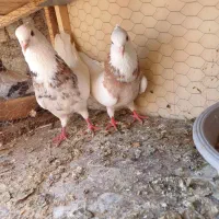 طوقی