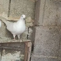 کفتر|پرنده|چهارباغ, |دیوار