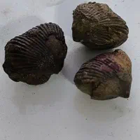 فسیل صدف و رودیست