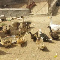 اردک و غوغاز  توضیحات بخون