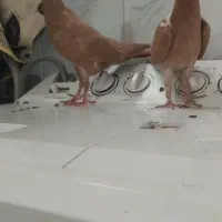جوجه زرد با جوجه شامی