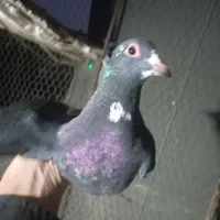 ۱۰عددماده سیاه پلنگ