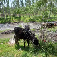 ۶عدد گوساله