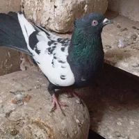 کفتر
