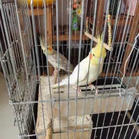 عروس هلندی و مرغ عشق