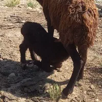 افشاری بابره