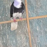 کبوتر نر از ساوه آوردم
