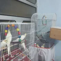 عروس هلندی لوتینو