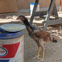 مرغ لاری