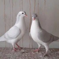 بسمی تعالا جوجه شیرازی دم سفید سفید پرشی