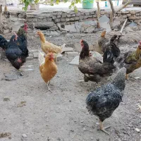 فروش یک عدد خروس با 13تا مرغ تخم گذار